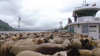 Hunderte Schafe drängen sich auf dem Deck einer Fähre