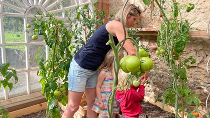 Sara Urft und zwei ihrer Kinder pflücken im Gewächshaus Tomaten