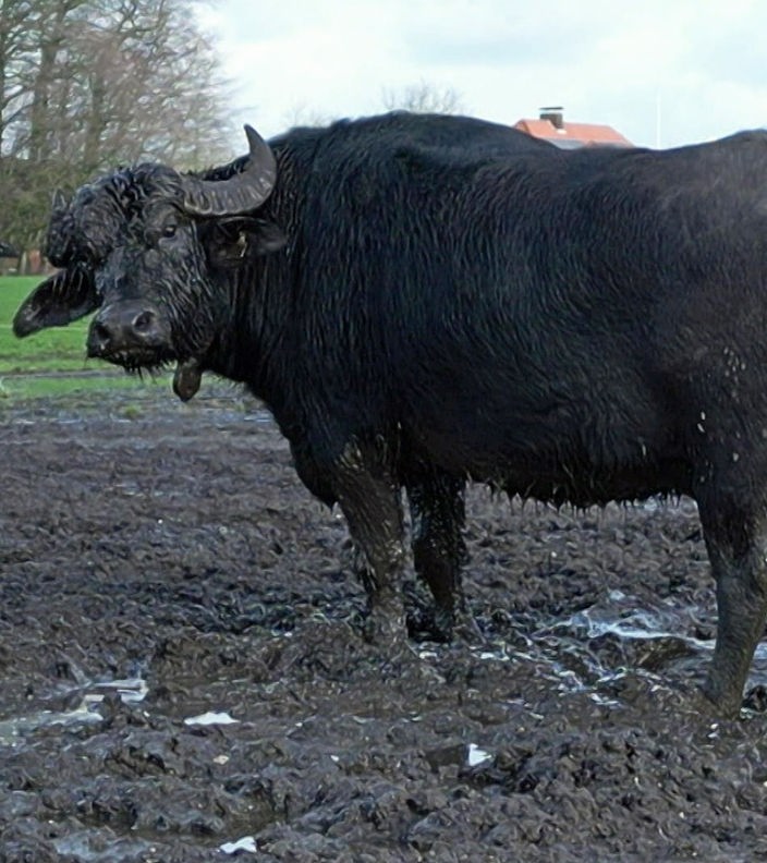 Ein Wasserbüffel steht auf der Weide von Hof Kragemann