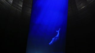 Auf einer Leinwand ist ein Wal zu sehen, der durch den Ozean schwimmt