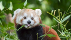 Ein roter Panda streckt die Zunge raus