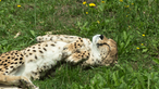 Ein Gepard liegt schlafend auf einer Wiese