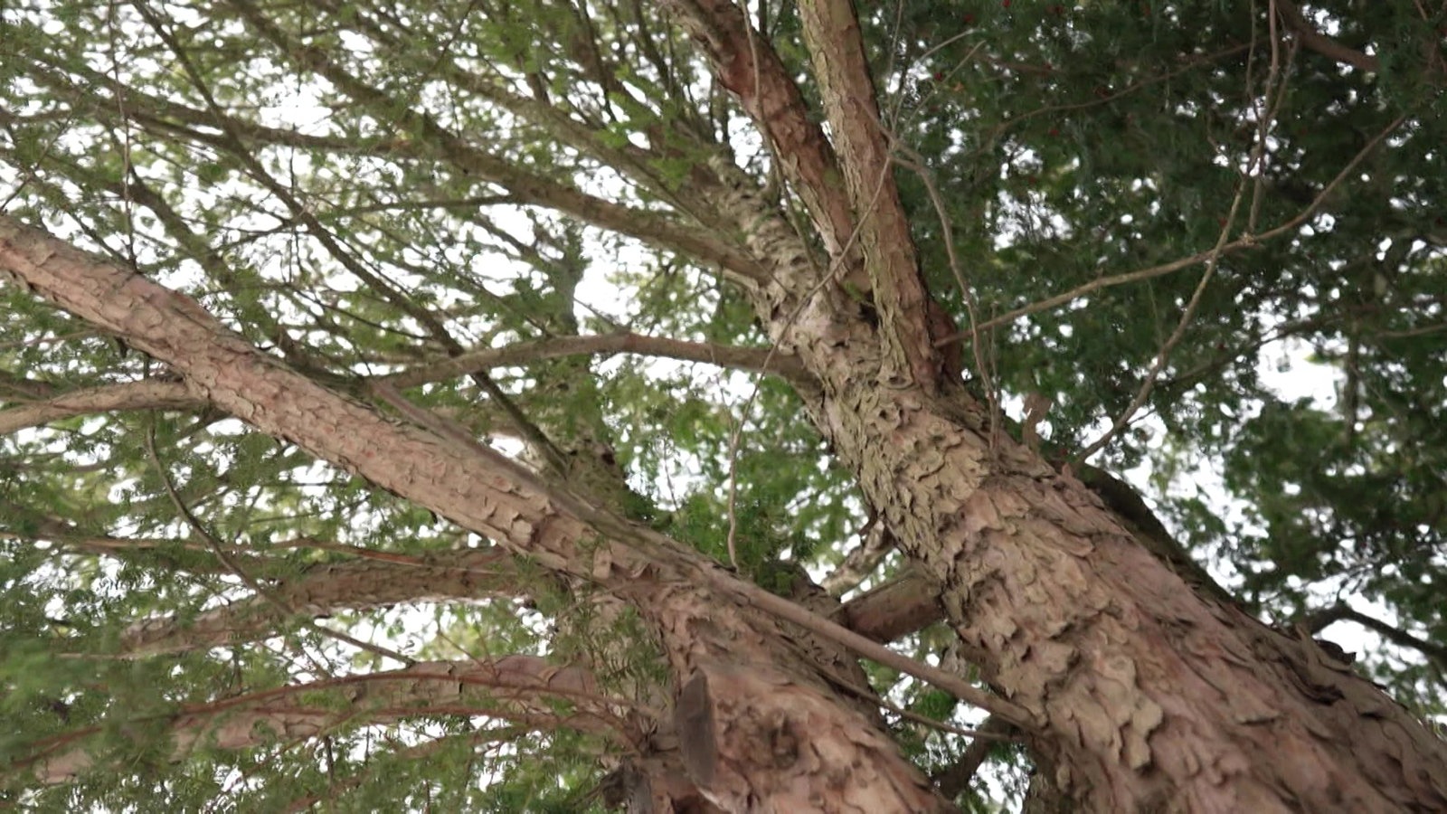 Mark S Seine Leiche Lag Monate Unentdeckt Im Baum In