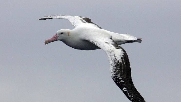 Ein Albatros fliegt übers Wasser
