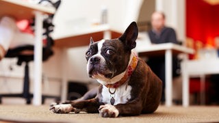 Hund liegt auf dem Boden eines Büros, im Hintergrund Schreibtische. 