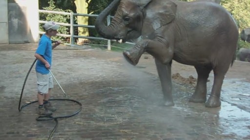 Elefantenpflegerin Vanessa zeigt ihren Job