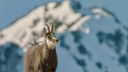Gämse in den Allgäuer Alpen vor verschneiter Bergkulisse