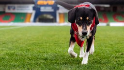 Ein Hund läuft über die Wiese in einem Fußballstadion.