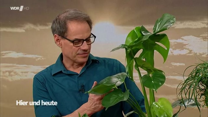 Gartenexperte und Biologe Markus Phlippen nebem einem Zimmerpflanzen im Studio