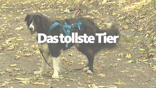 Teaser Das tollste Tier - Lokalzeit Ruhr 