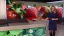 Das Bild zeigt Catherine Vogel im Markt-Studio. Im Hintergrund sind Erdbeeren abgebildet.