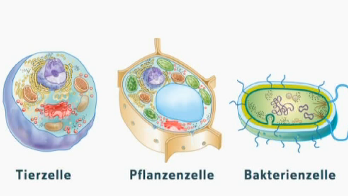 Zellypen Grafik - Tierzelle, Pflanzenzelle und eine Bakterienzelle.