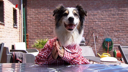 Ein Hundekopf ragt aus einem Menschen-Hemd hervor