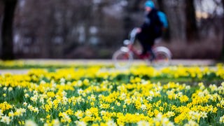 Narzissen blühen im Stadtgarten. Im Hintergrund ein Radfahrer.