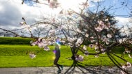 Frühling in NRW: Kirschblüte in Bonn