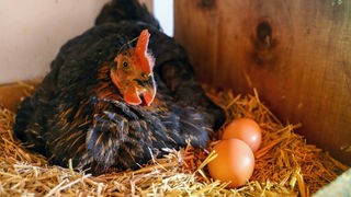 Hühnerhaltung: Nahaufnahme von einem Huhn mit Eiern