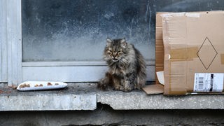 Katze neben einem Karton auf der Straße