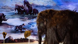 Neandertalmuseum: Ausgestopftes Mammut vor einem Bild