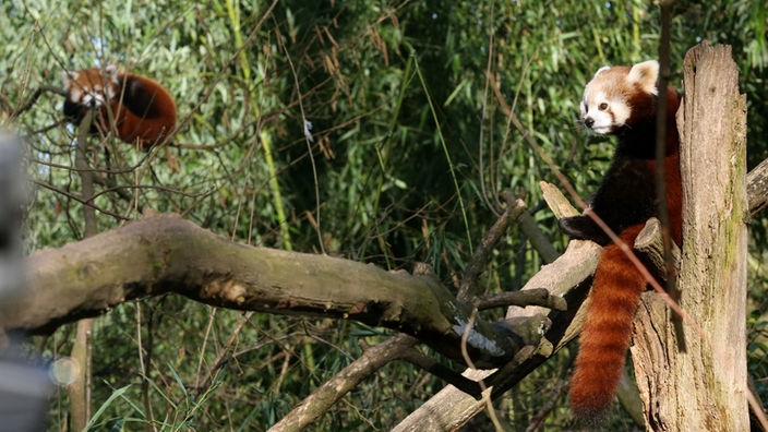 Der anderthalb Jahre alte Panda «Jang» (l), der zur Art der Kleinen Pandas gehört, und Panda-Dame «Pushpa» beäugen sich im Zoo in Duisburg