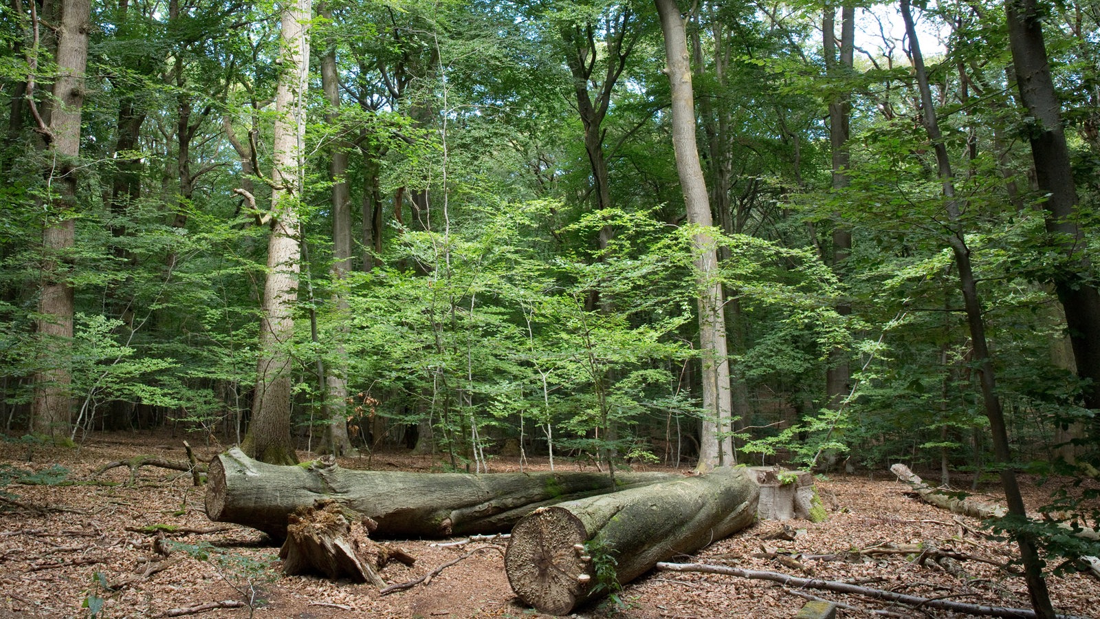 Einen Schritt näher am Nationalpark Reichswald Rheinland