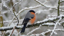 Kleiner Vogel auf schneebedecktem Zweig