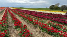 Tulpen-Touristen sorgen für Verkehrschaos in Grevenbroich