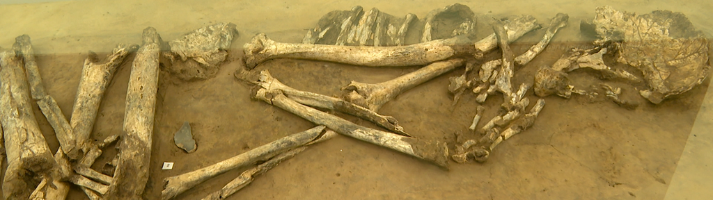 ein 4000 Jahre altes Skelett eines Menschen, der auf der Seite liegend beerdigt wurde.