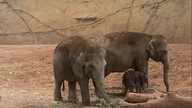 Zwei Elefanten im Gehege. zwischen ihnen steht das neugeborene Kalb.