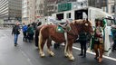 Pferde werden für den Rosenmontagsumzug in Köln untersucht.