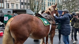 Ein Pferd wird vor dem Rosenmontagsumzug in Köln von einer Tierärztin untersucht.