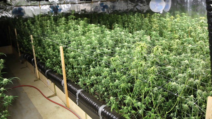 Cannabispflanzen in einer Halle