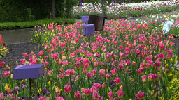 Lilafarbene Lautsprecher stehen auf einer bunten Tulpenwiese im Maximilianpark. 