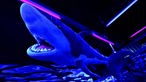 Ein Hai schwimmt umher in Neonfarben, Schwarzlicht