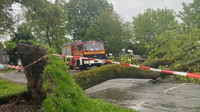 Die Feuerwehr muss sich um einen umgestürzten Baum in Hattingen kümmern.