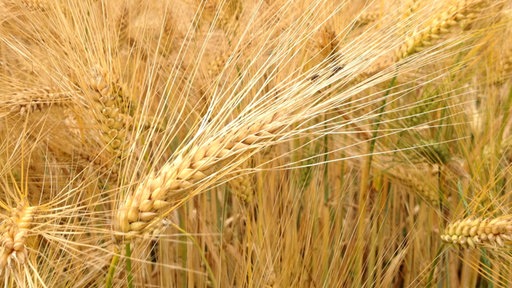 Gerste kurz vor der Ernte