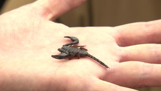 Ein Skorpion auf einer Hand