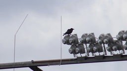 Vogel sitzt auf dem Flutlicht eines Fußballstadions