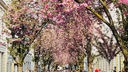 Kirschblüte in Bonn 