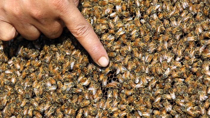 Urbano pčelarstvo