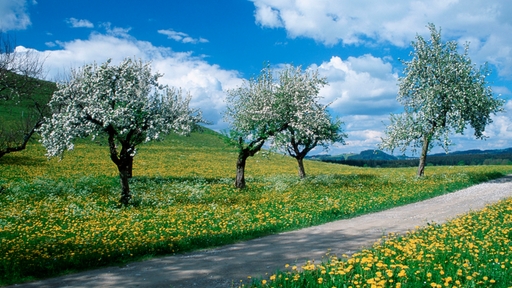 Landschaft in NRW im Frühling - Landstraße mit blühenden Obstbäumen