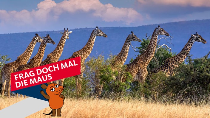 Gruppe von Giraffen im Naturschutzgebiet Masai Mara in Kenia