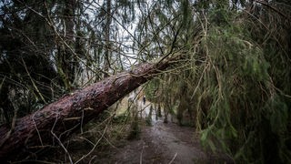 Umgestürzter Baum nach dem Sturm "Friederike"