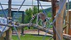 Im Galileo-Park leben auch exotische Tiere: neben Nasenbären auch Kattas, eine neugierige Lemuren-Art