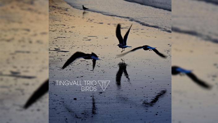 Tingvall Trio „Birds" von Tingvall Trio, Vögel fliegen in der Dämmerung am Meeresufer entlang.