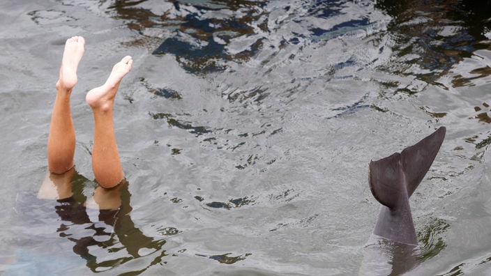 Ein Delfin ahmt das Verhalten eines Trainers nach. Beide tauchen vornüber unter und strecken ihre Füße und Flosse aus dem Wasser heraus.