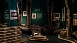 Nicht nur Kinder sind von der Inszenierung des Märchenwalds fasziniert / Sonderausstellung "Wunder Wald" im Sauerlandmuseum 