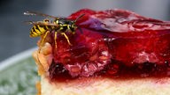Eine Wespe frisst von einem Stück Himbeerkuchen