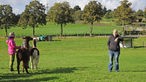 Wandern mit Alpakas in Arnsberg-Wennigloh, Sauerland