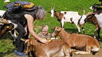 Ziegen bekommen eine Bürsten-Fellmassage