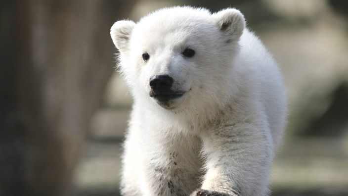 Eisbär Knut im Berliner Zoo